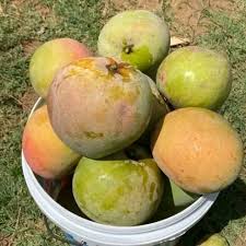 Mangoes (Embe) - Image 3