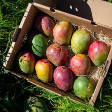 Mangoes (Embe) - Image 2