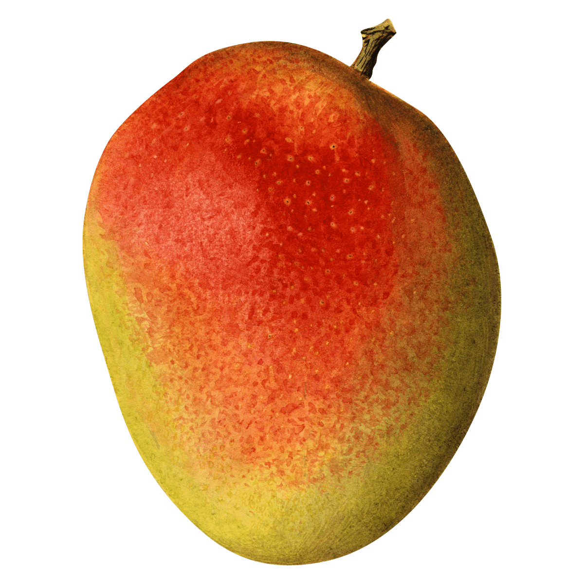 Mangoes (Embe) - Image 6