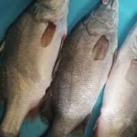 Victoria Nile Perch (Sangara wa Ziwa Victoria)