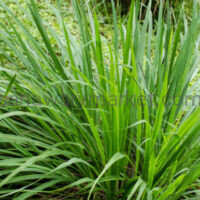 Lemongrass (Mchaichai)
