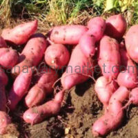 Sweet Potato (Viazi Vitamu)